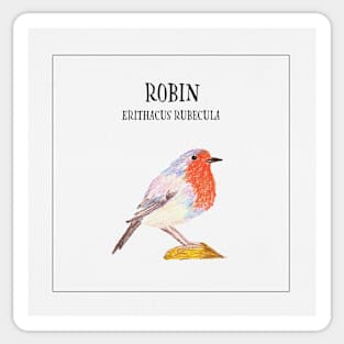Birdies I: Robin Sticker
